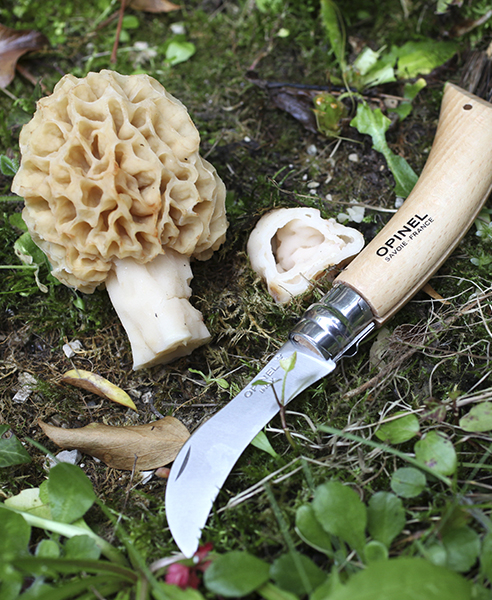 La cueillette des champignons