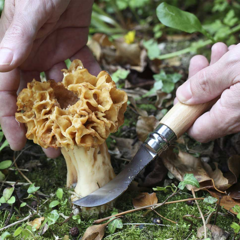 N°08 Champignon