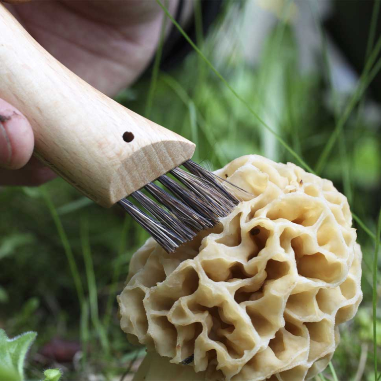 N°08 Champignon
