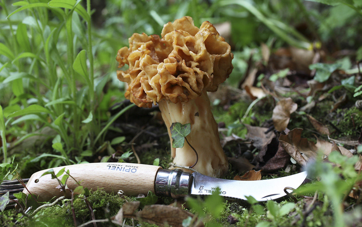 Couteau pliable à champignon avec brosse à emporter dans la forêt